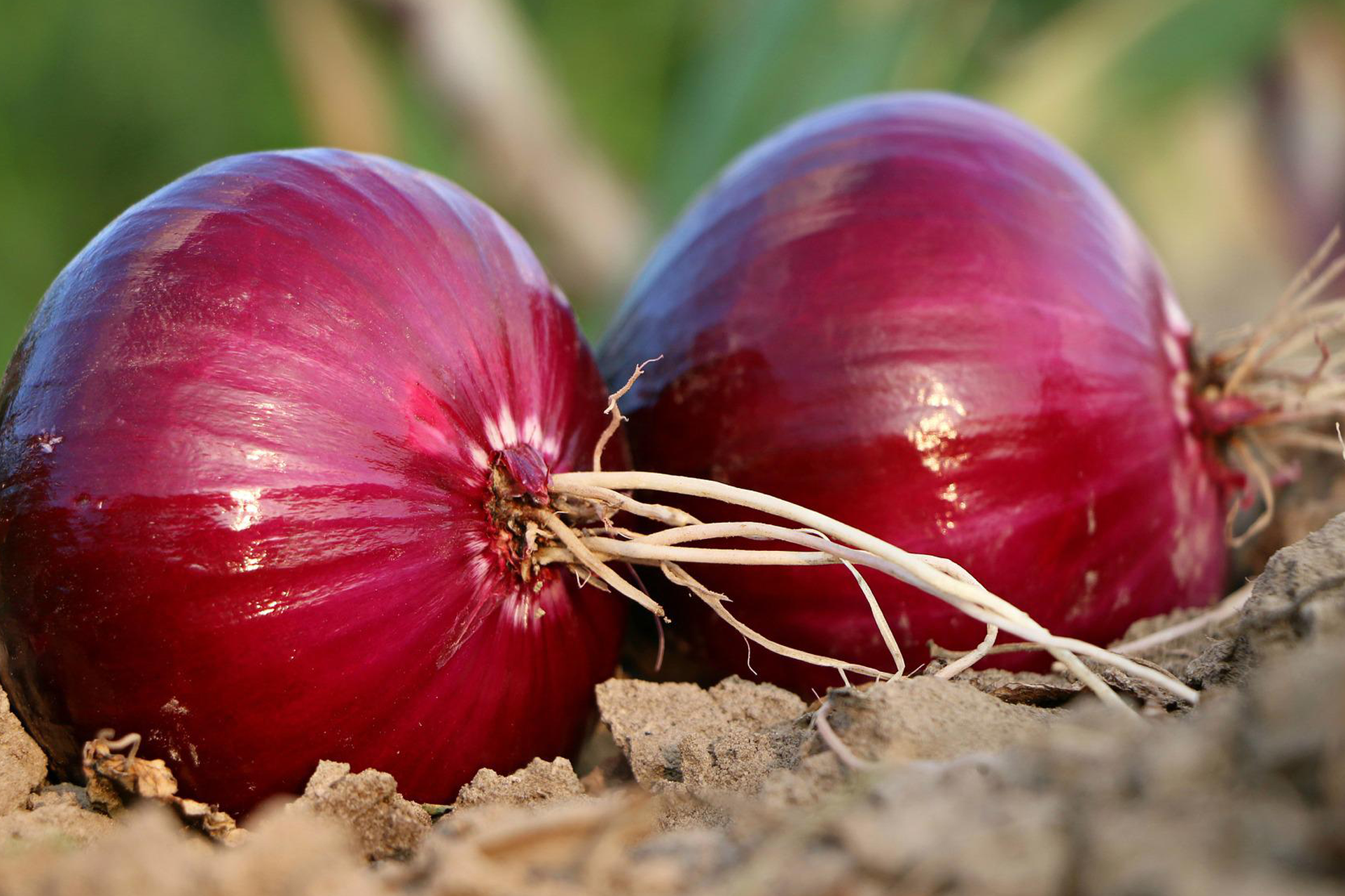 Onion for Import Export